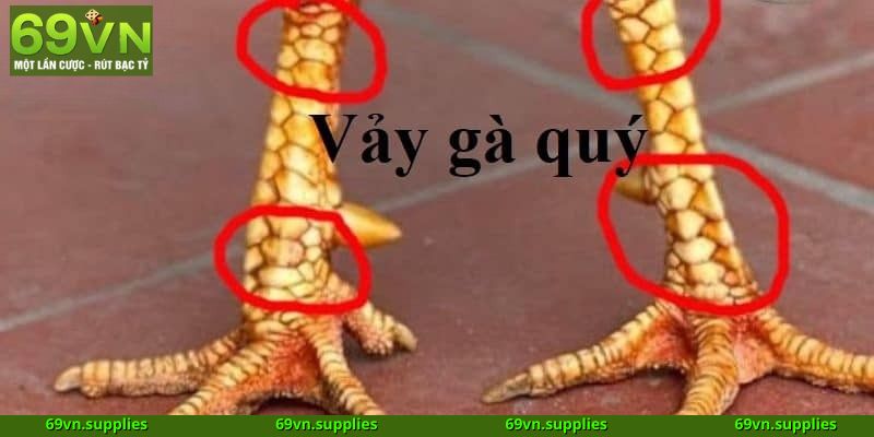 5 bí ẩn xem vảy gà đẹp làm nên chiến kê đỉnh cao