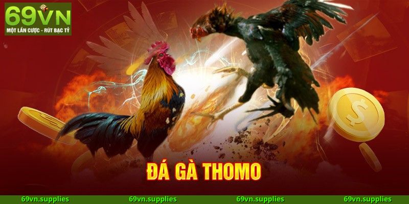 Đá gà Thomo tại AE888 với những chiến kê dũng mãnh